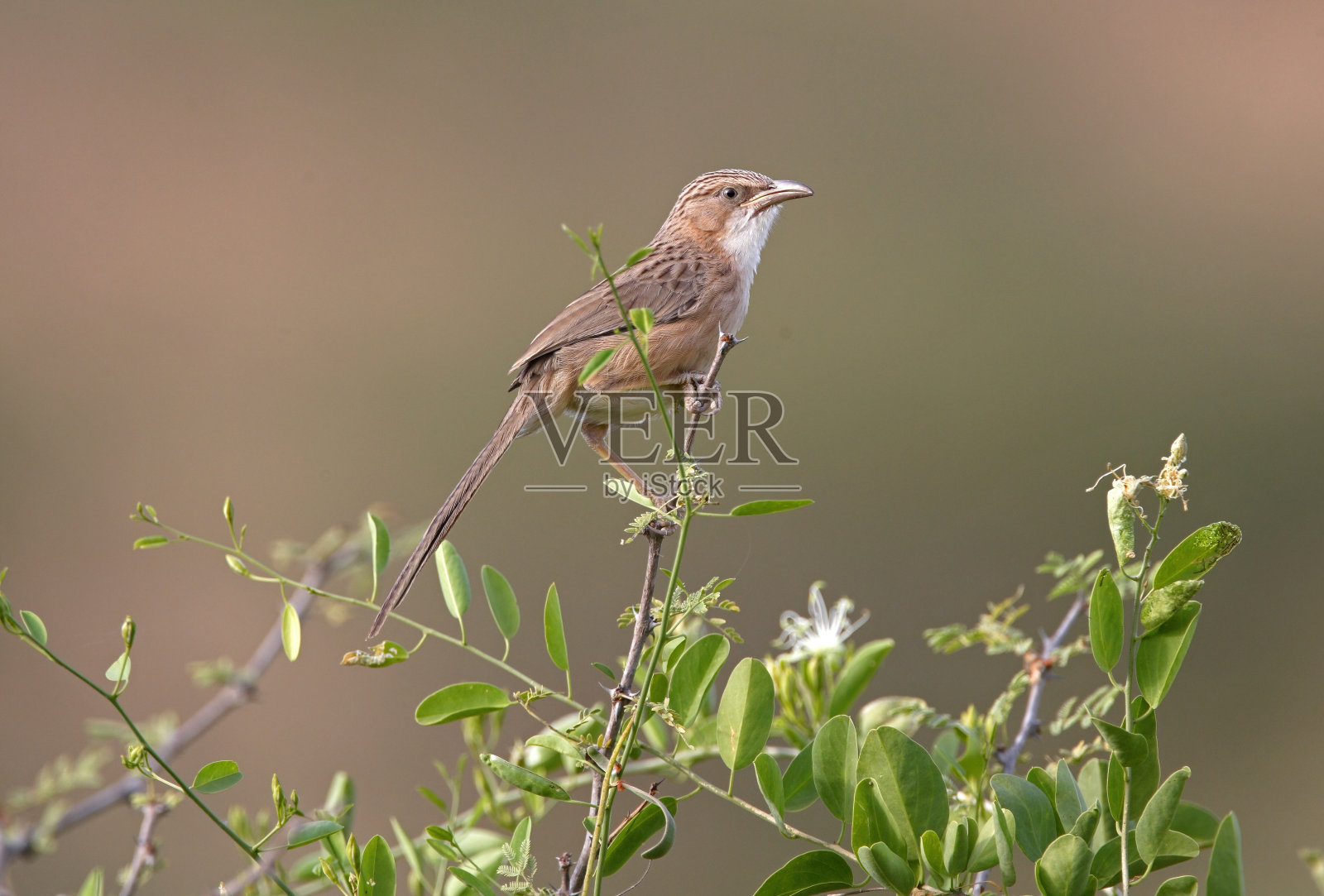 常见的胡说之人照片摄影图片