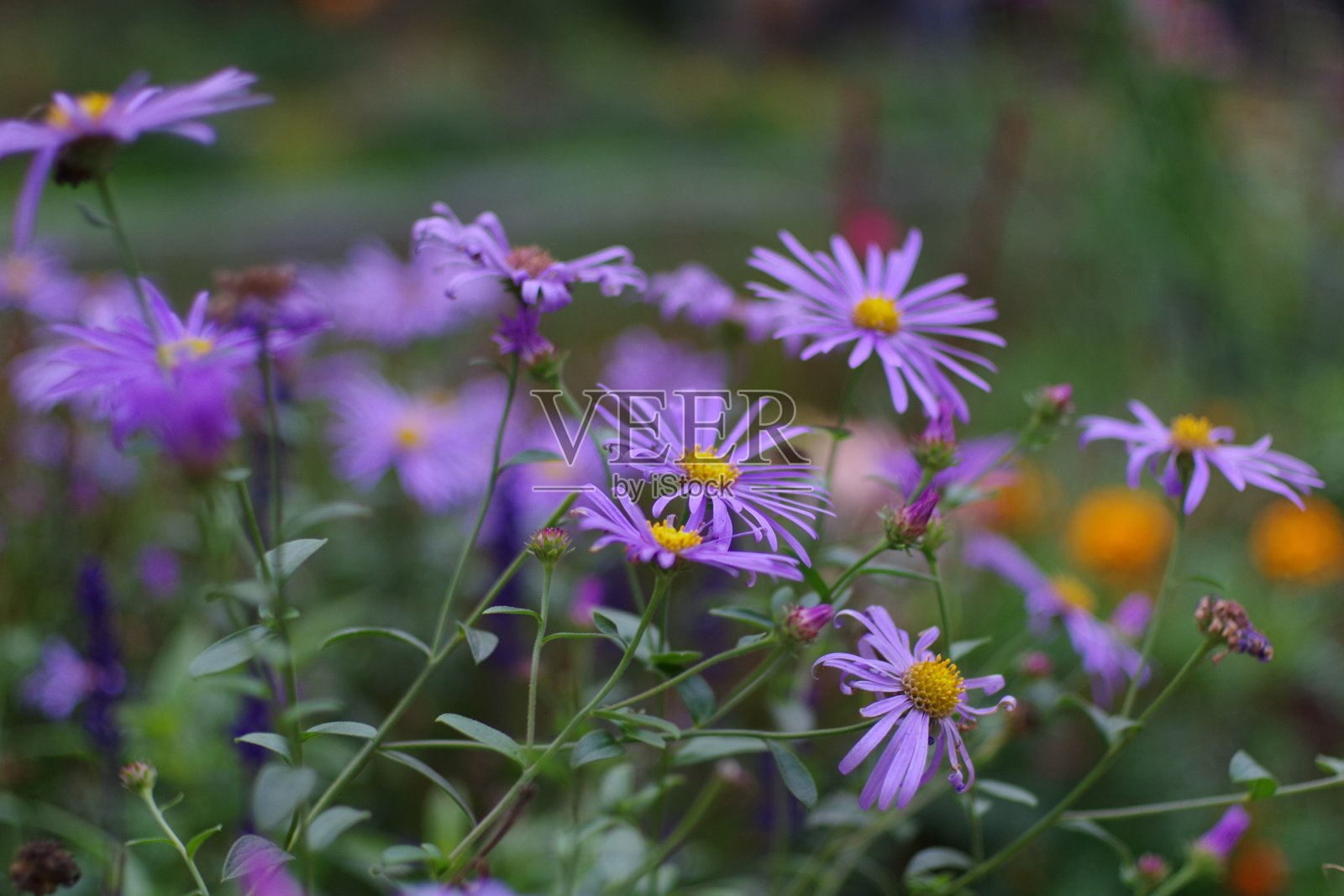 紫罗兰花孤立在绿色模糊的背景照片摄影图片