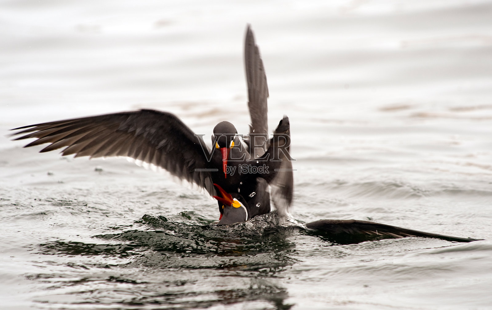秘鲁照片摄影图片