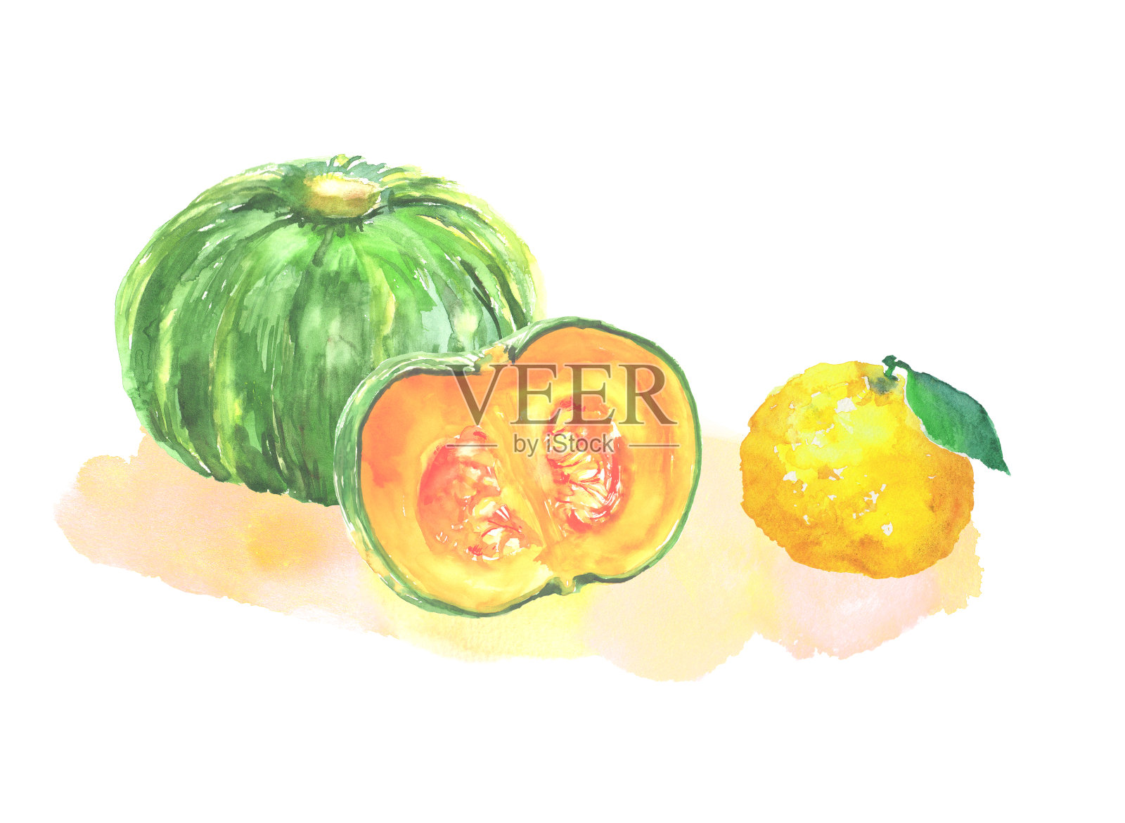 用水彩画的南瓜和冬至的柚子插图插画图片素材