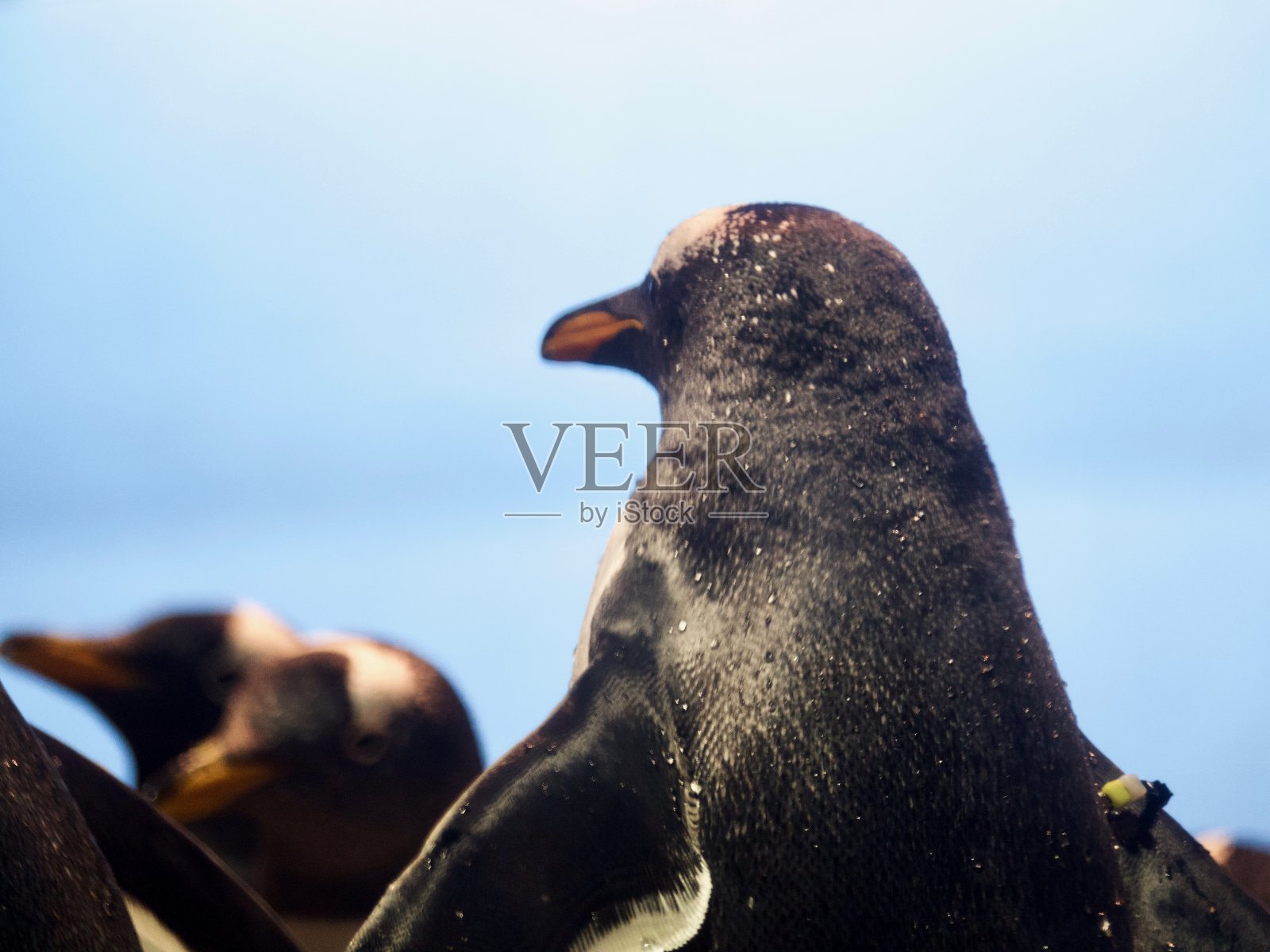 巴布亚企鹅的背部照片摄影图片