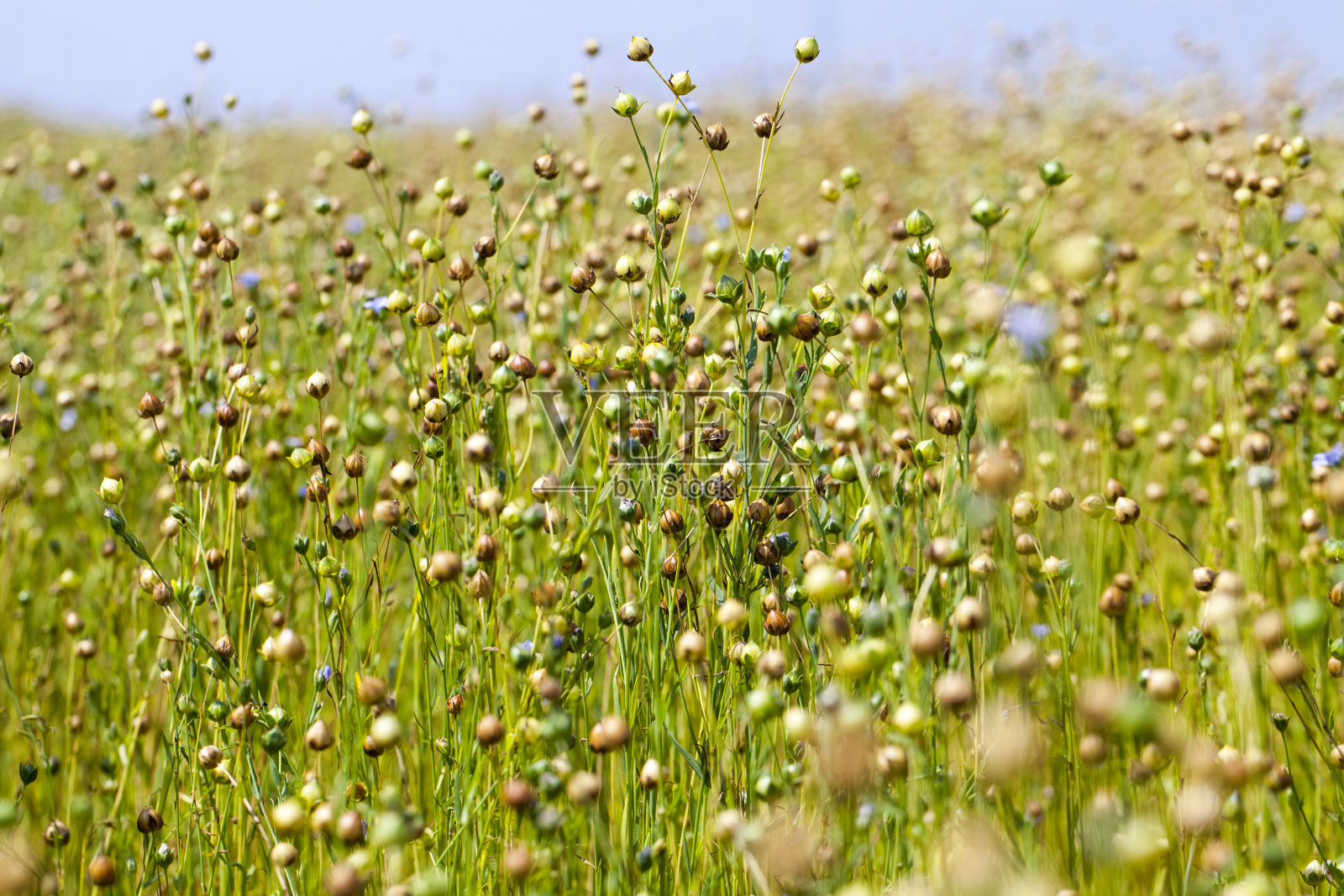 准备收割的绿色亚麻照片摄影图片