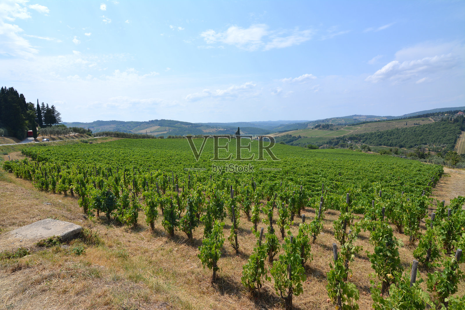 葡萄园在潘扎诺基安蒂，托斯卡纳照片摄影图片