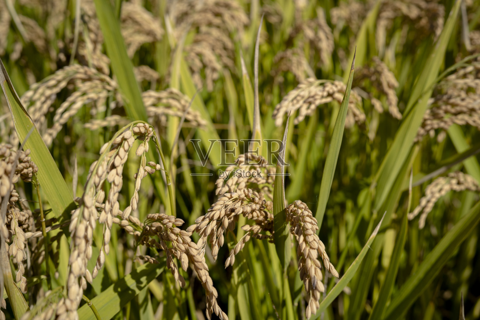 成熟的稻田在阳光的照耀下照片摄影图片