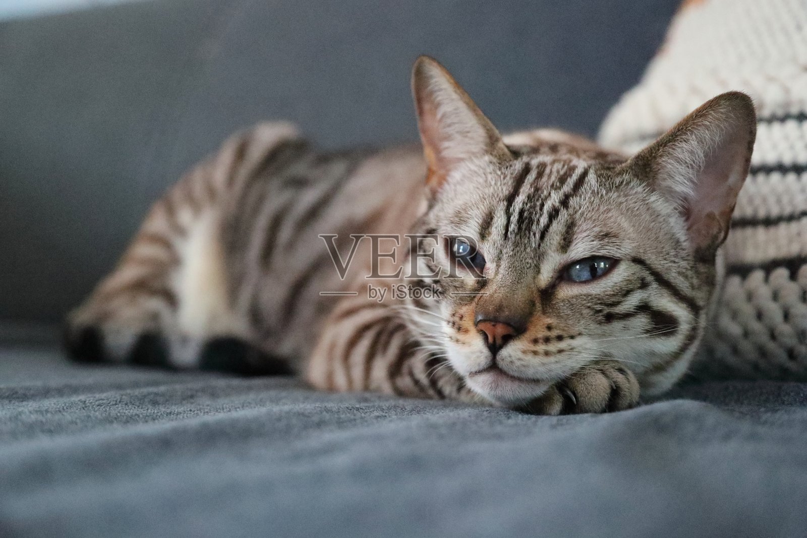 漂亮的蓝眼睛孟加拉猫照片摄影图片