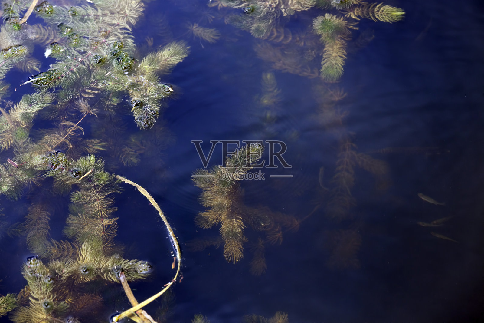 有不同类型植物生长在水中的沼泽地区照片摄影图片