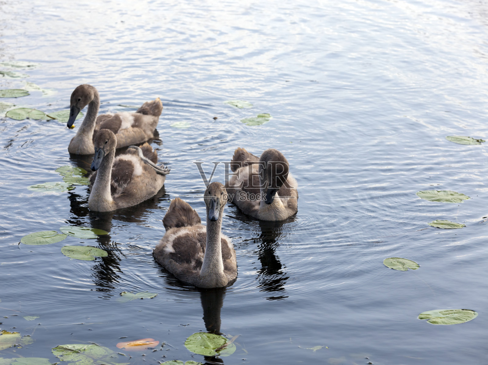 湖面上漂浮着一群天鹅和一群灰色的幼鸟照片摄影图片
