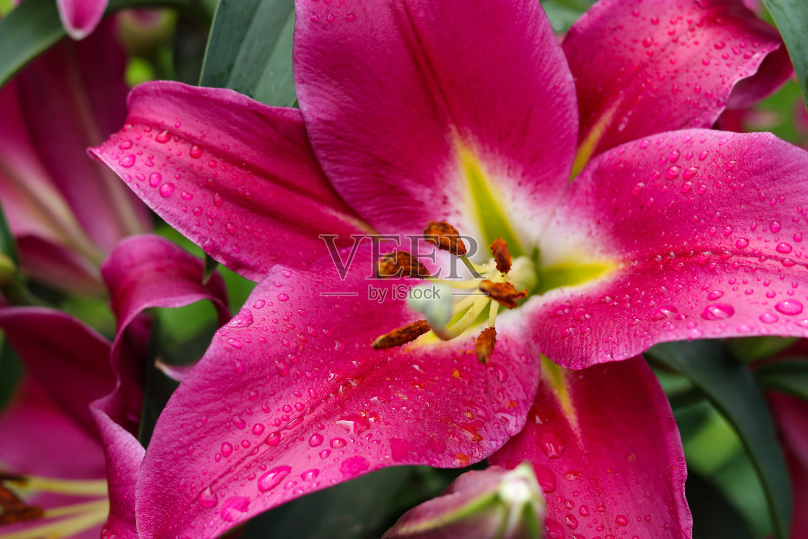 夏日花园里盛开着美丽的百合。一个大的红色的粉红色百合花的特写。在自然环境中拍照。绿色背景上的花朵。一朵明亮的大朵百合花瓣照片摄影图片