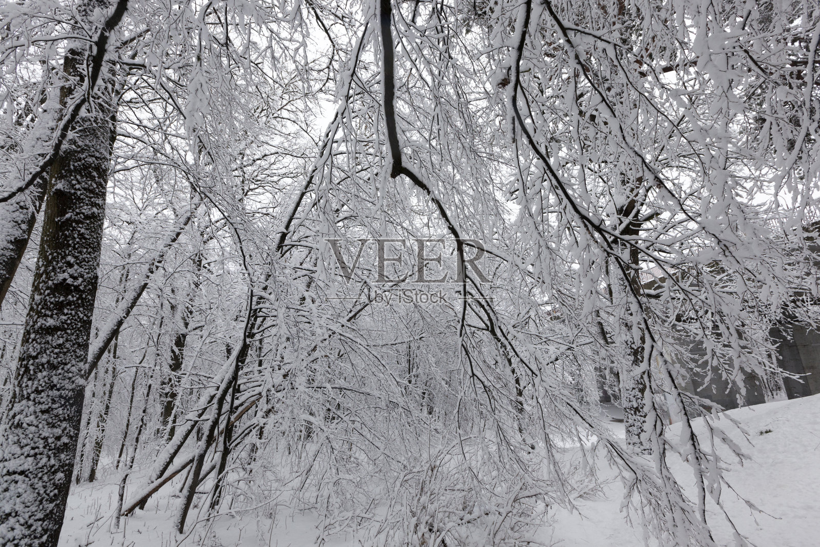 冬季有不同树木的公园照片摄影图片