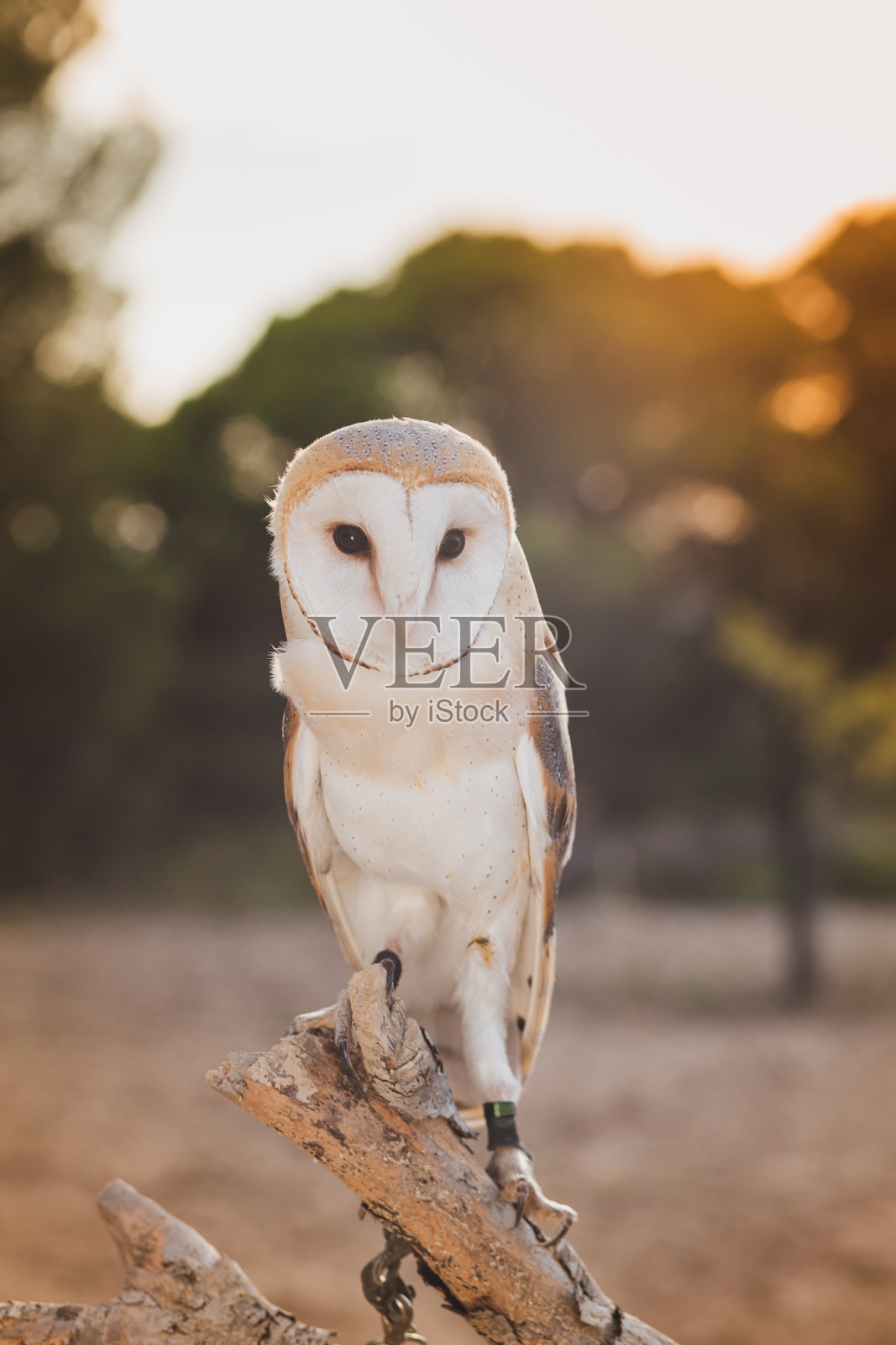 仓鸮肖像。照片摄影图片