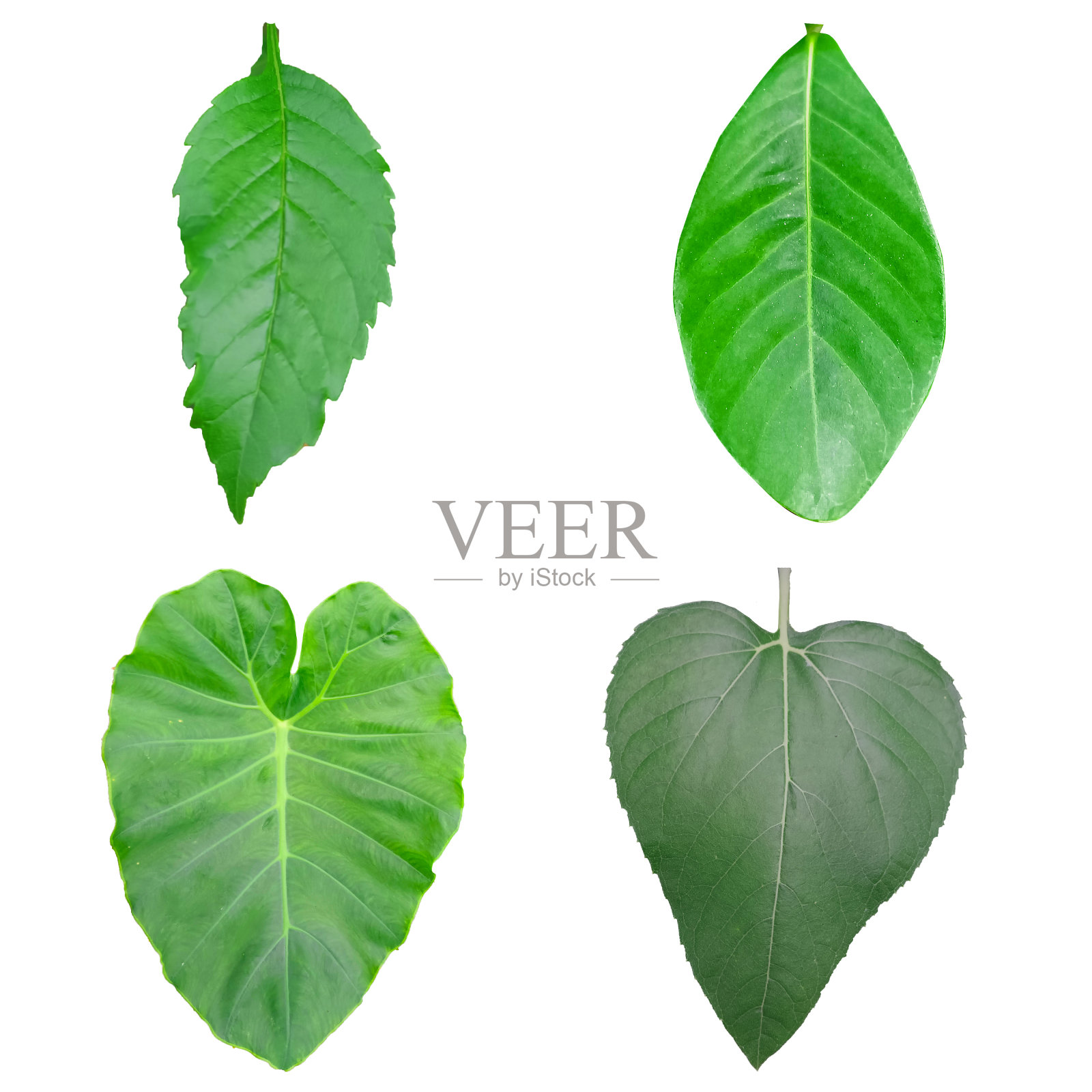 白色背景上有四种不同的叶子。照片摄影图片