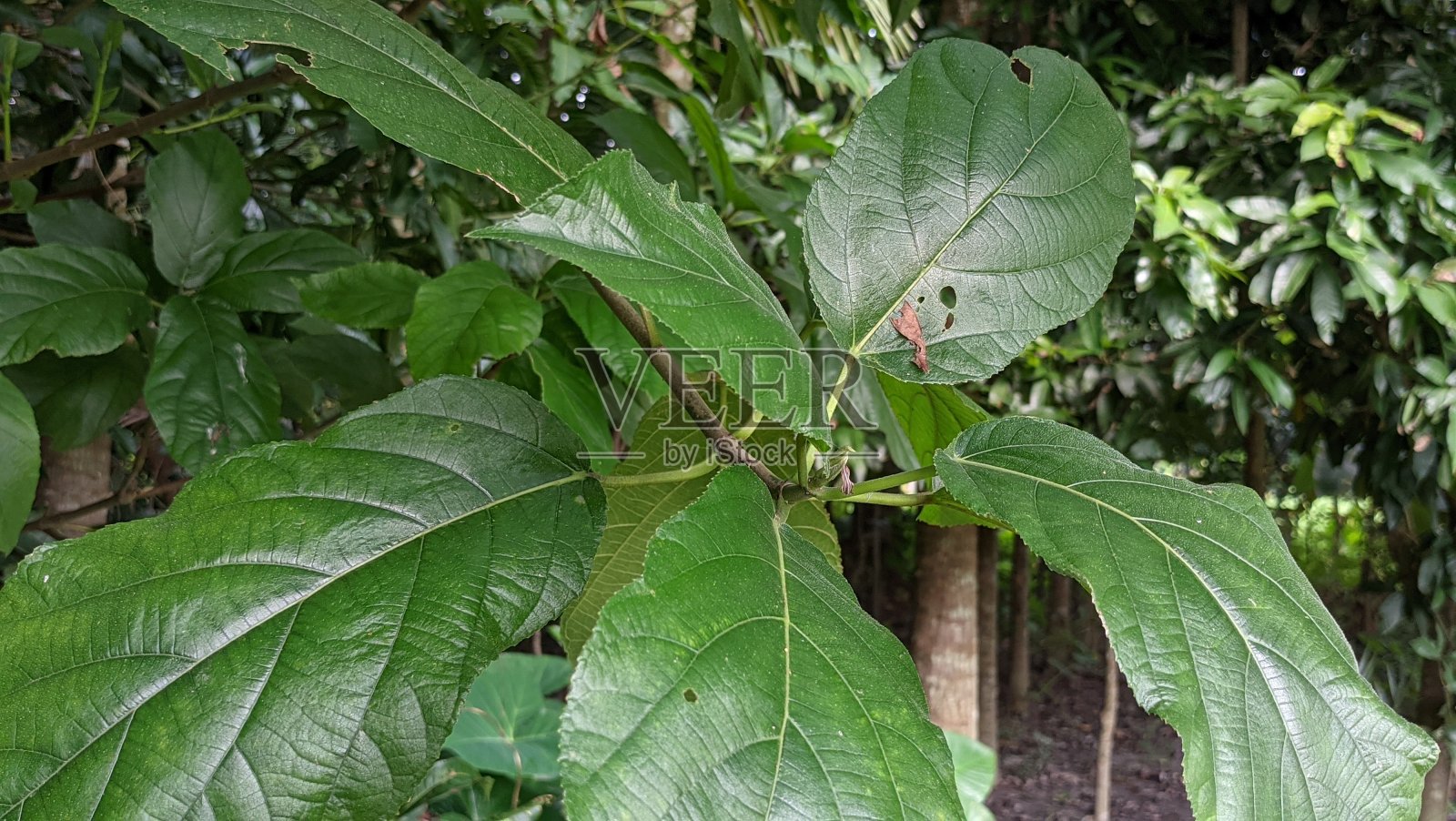 森林库存图片照片摄影图片