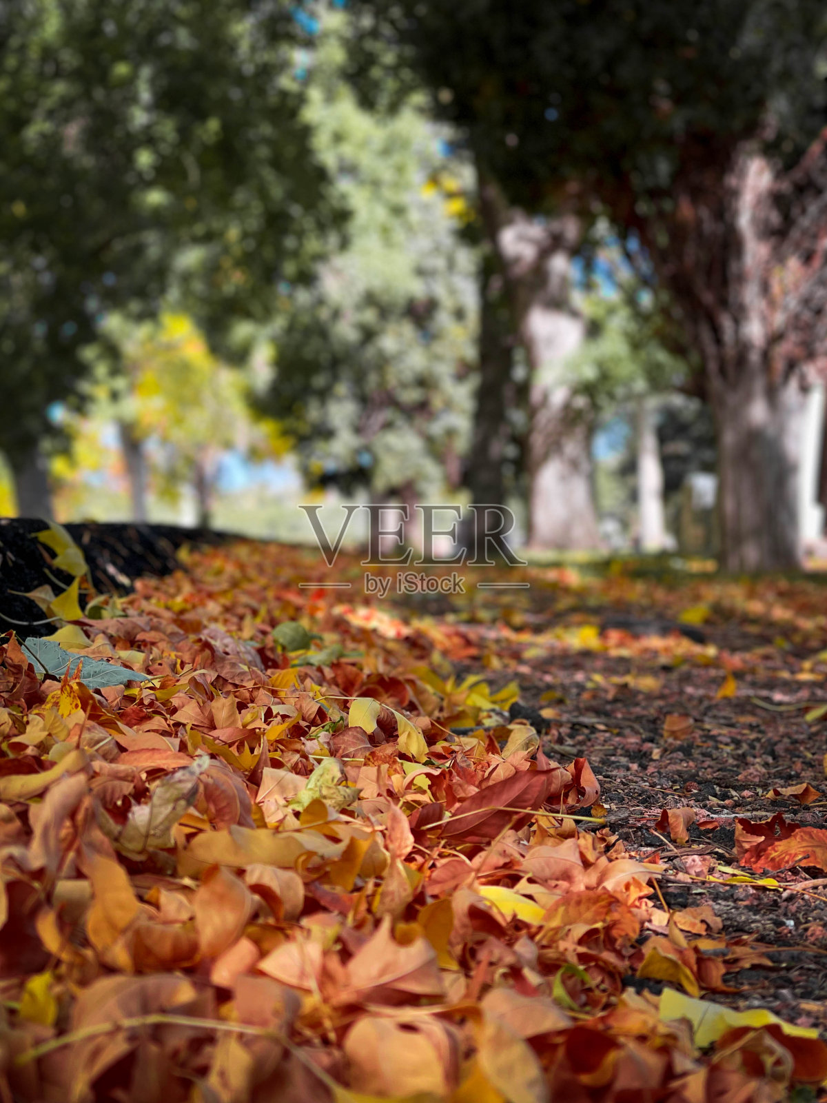 科罗拉多的秋光照片摄影图片