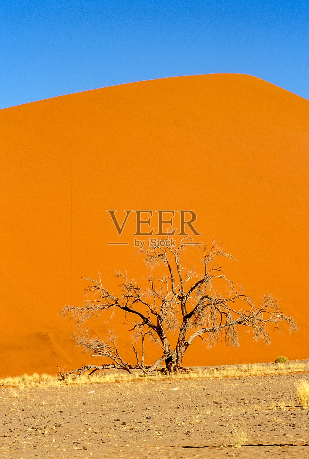 纳米比亚索苏斯维莱，死谷的死树。照片摄影图片