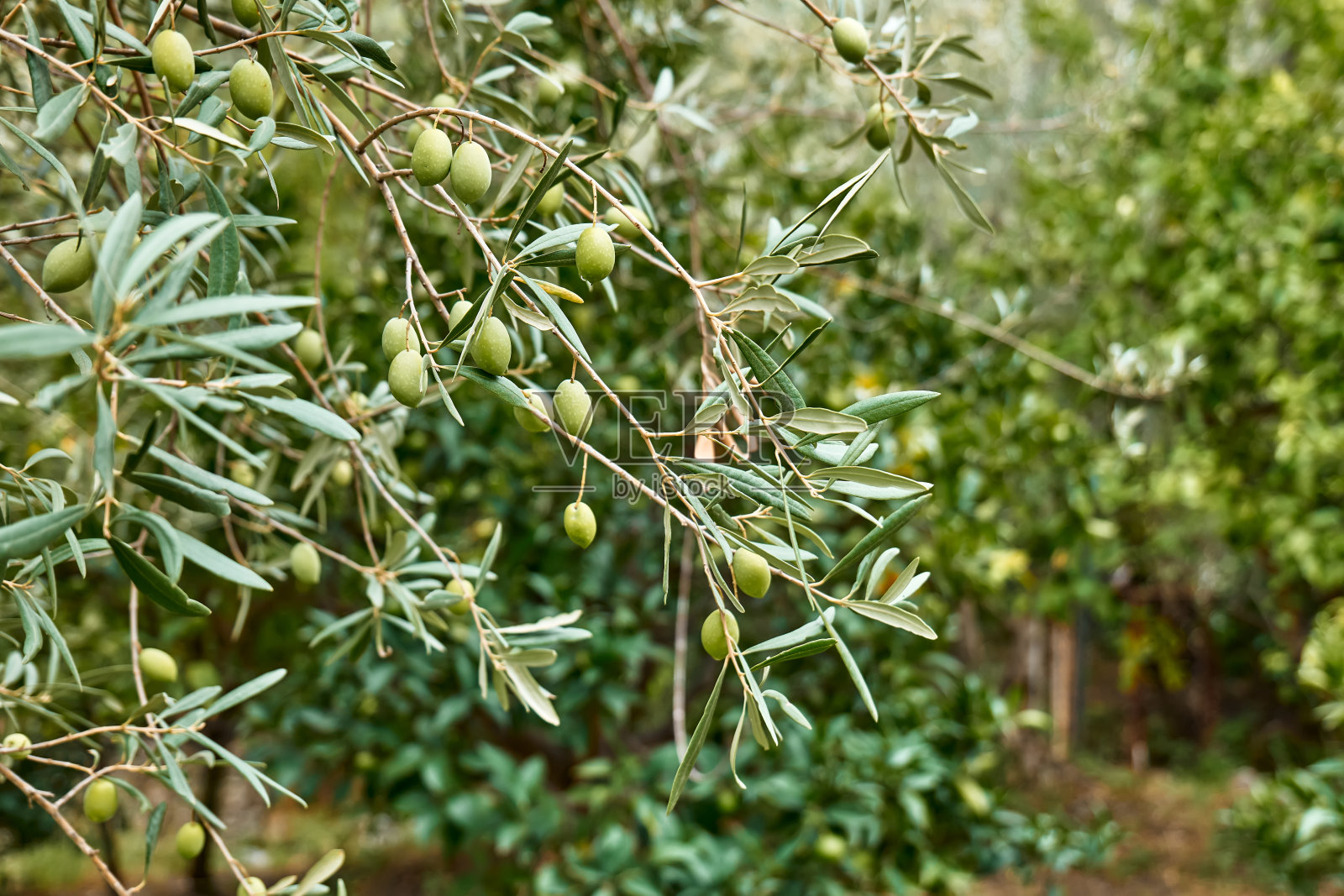 长着成熟的绿色橄榄的橄榄树树枝。生态生物园艺。秋天的收获。家的花园。照片摄影图片