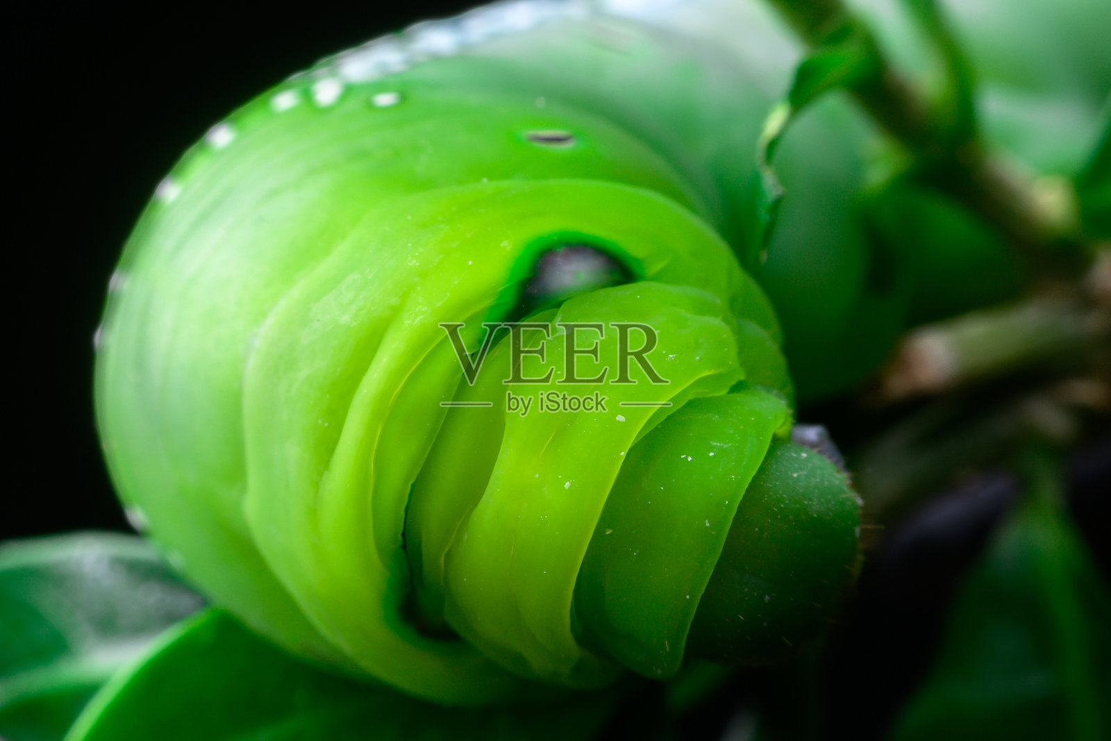 叶子上的绿色毛虫照片摄影图片