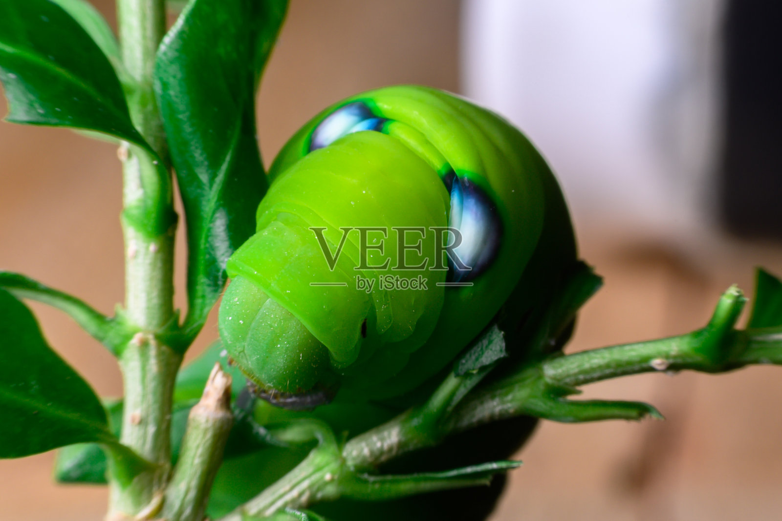 叶子上的绿色毛虫照片摄影图片