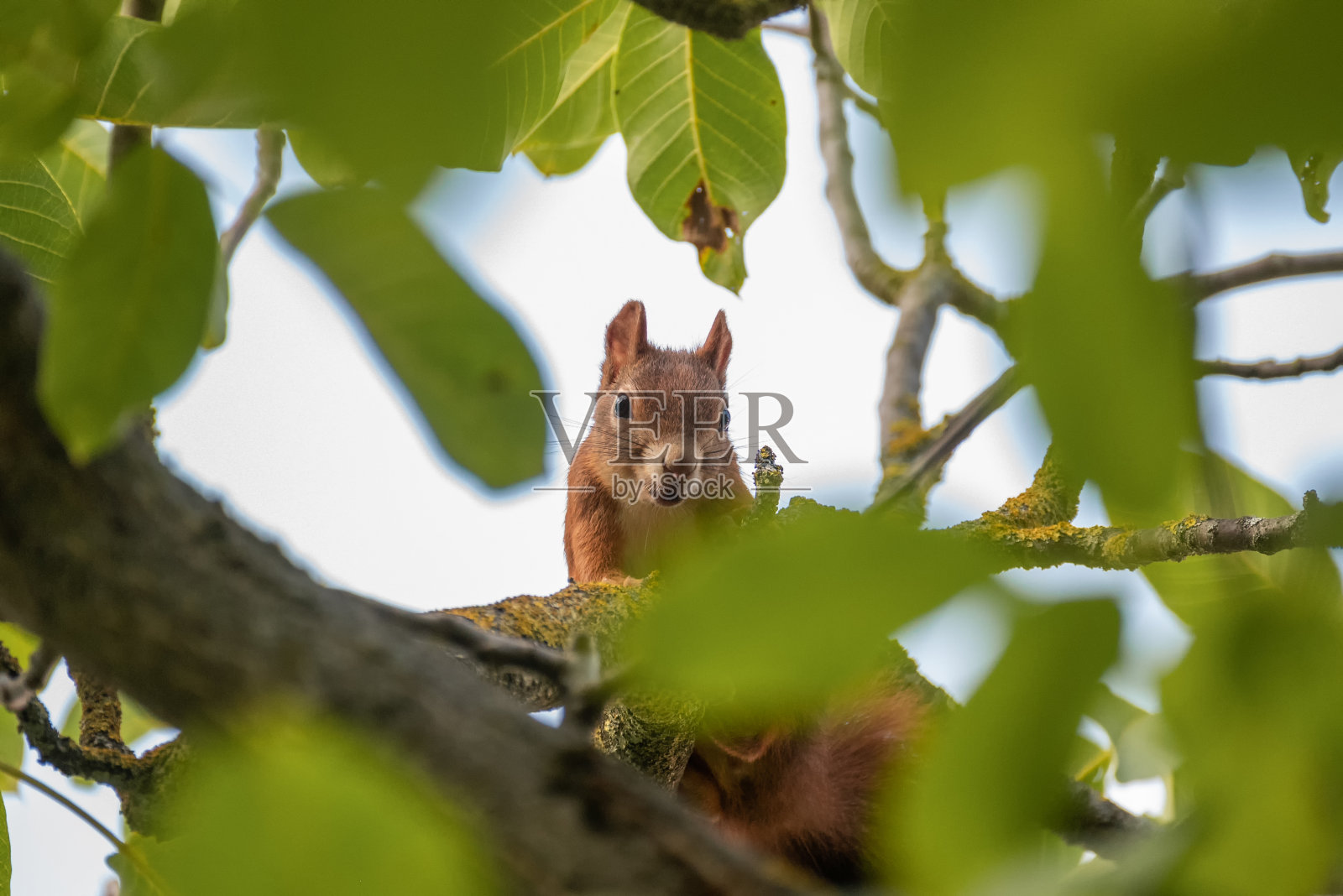 松鼠吃核桃照片摄影图片