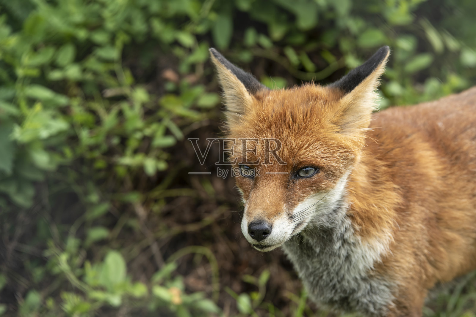 令人惊叹的充满活力的肖像红狐Vulpes Vulpes与郁郁葱葱的绿色背景照片摄影图片