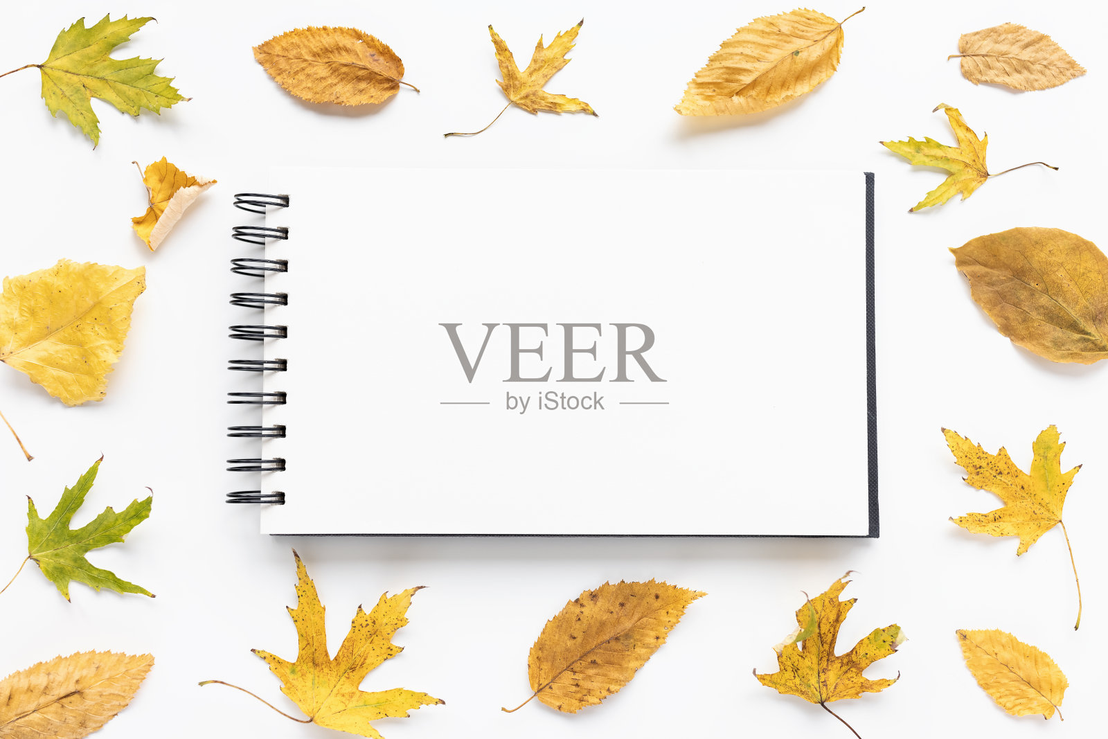 打开速写本或笔记本和黄色的落叶照片摄影图片