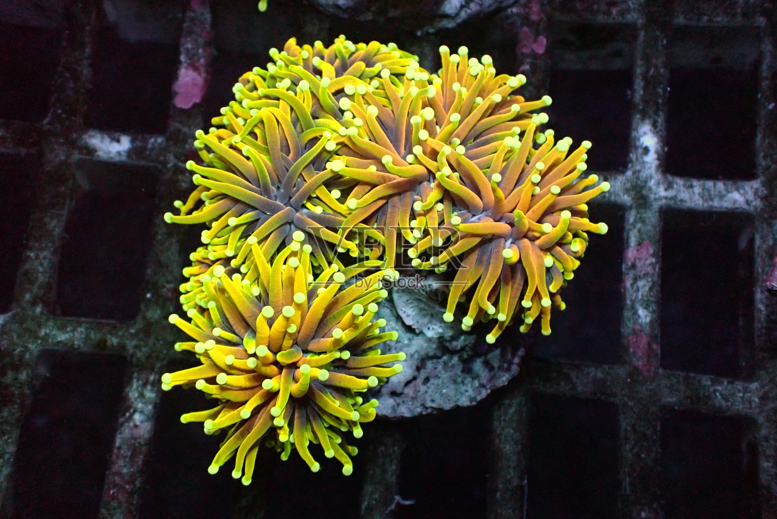 稀有而昂贵的金火炬珊瑚照片摄影图片