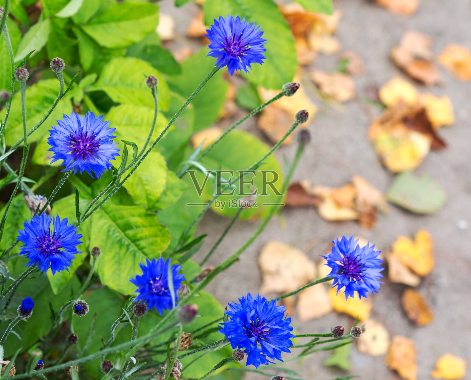蓝色的矢车菊在秋天盛开照片摄影图片