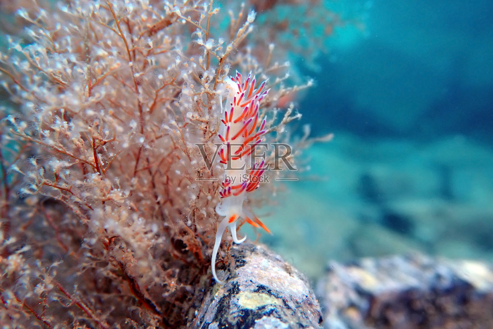 在地中海水下拍摄的五彩缤纷的裸鳃海蛞蝓-黄斑蝶照片摄影图片