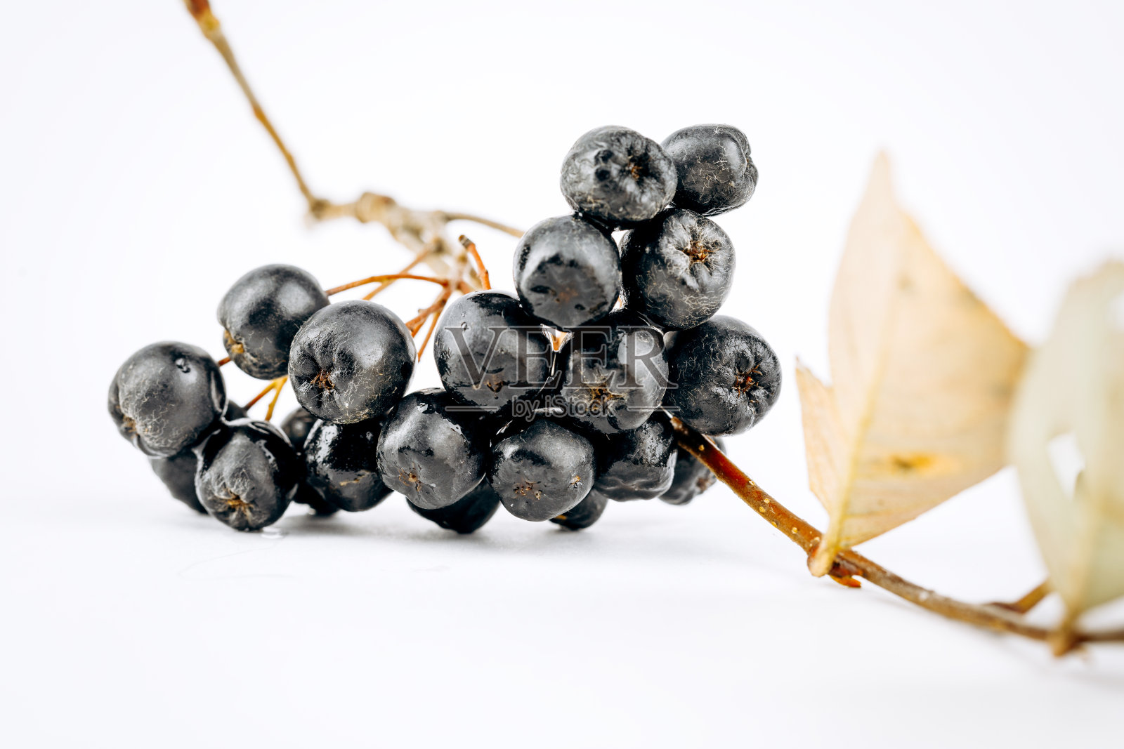 阿洛尼亚被隔离在白色背景下照片摄影图片