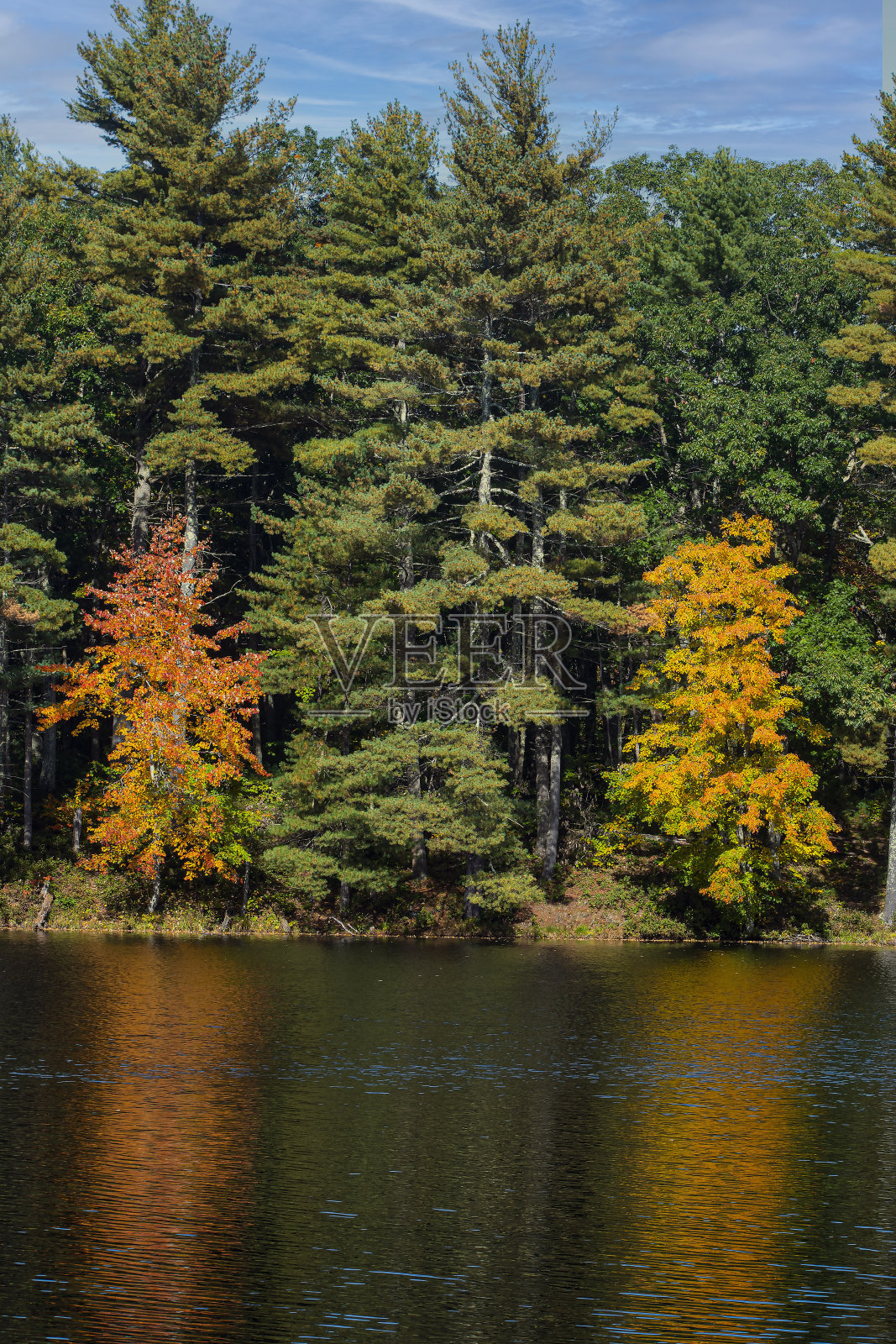 白色大厅池塘的秋意照片摄影图片