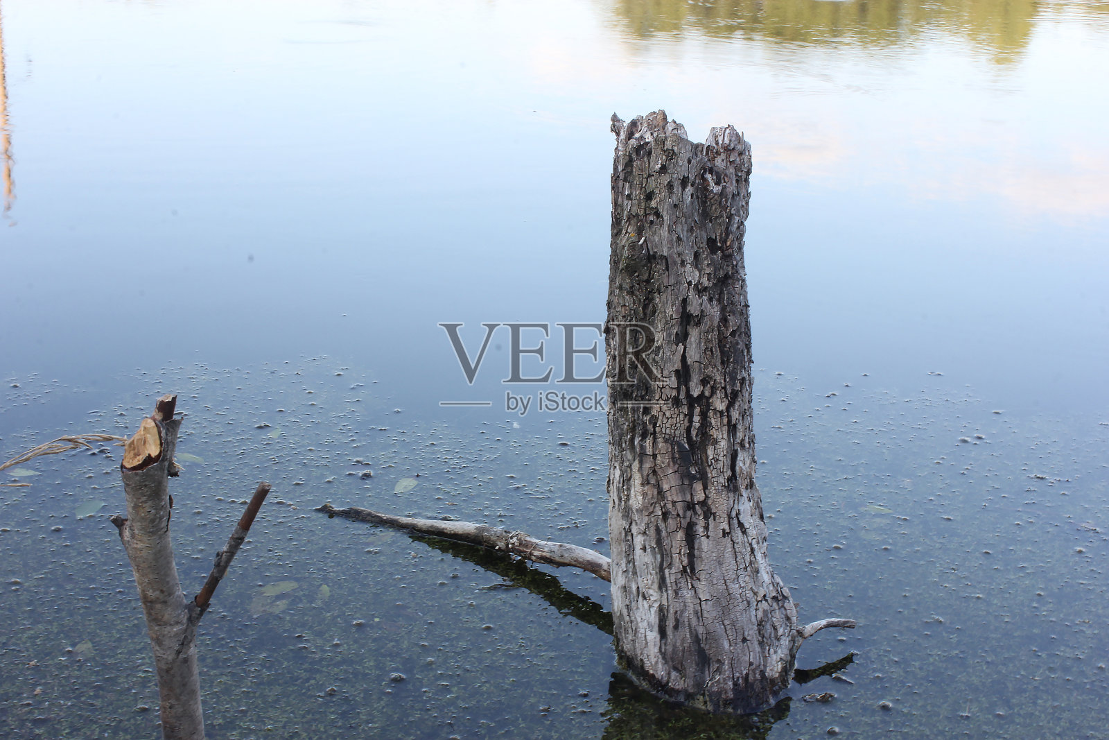 湖上树照片摄影图片