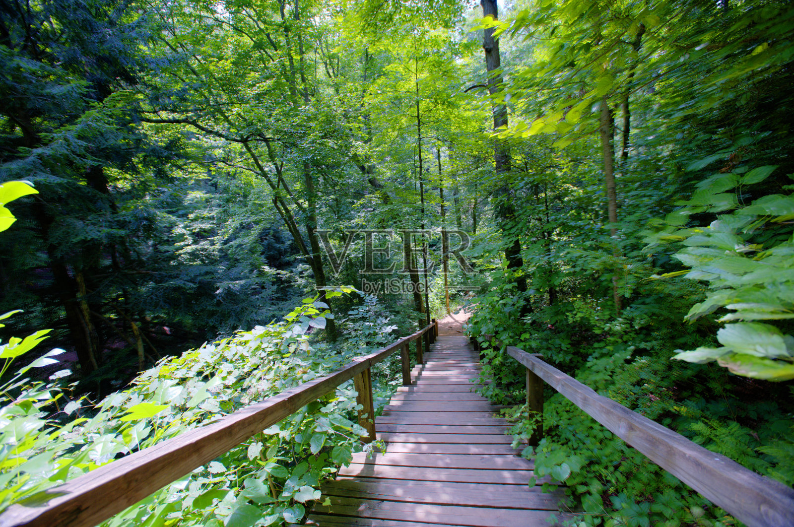 木楼梯在森林-土耳其跑，印第安纳照片摄影图片