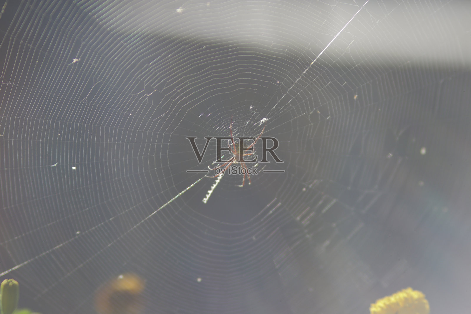 花园里有蜘蛛网照片摄影图片