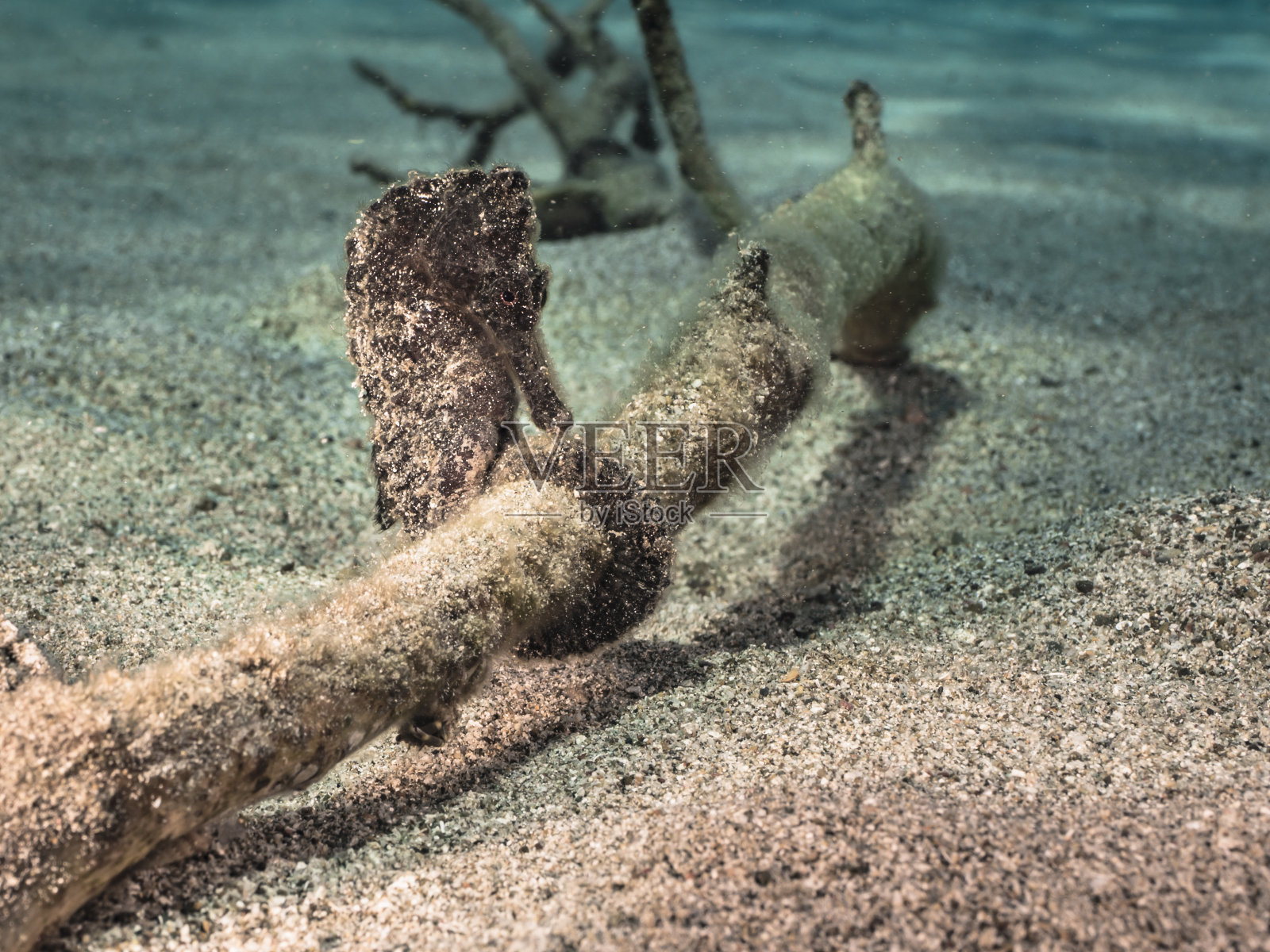 加勒比海库拉索岛珊瑚礁的海马海景照片摄影图片
