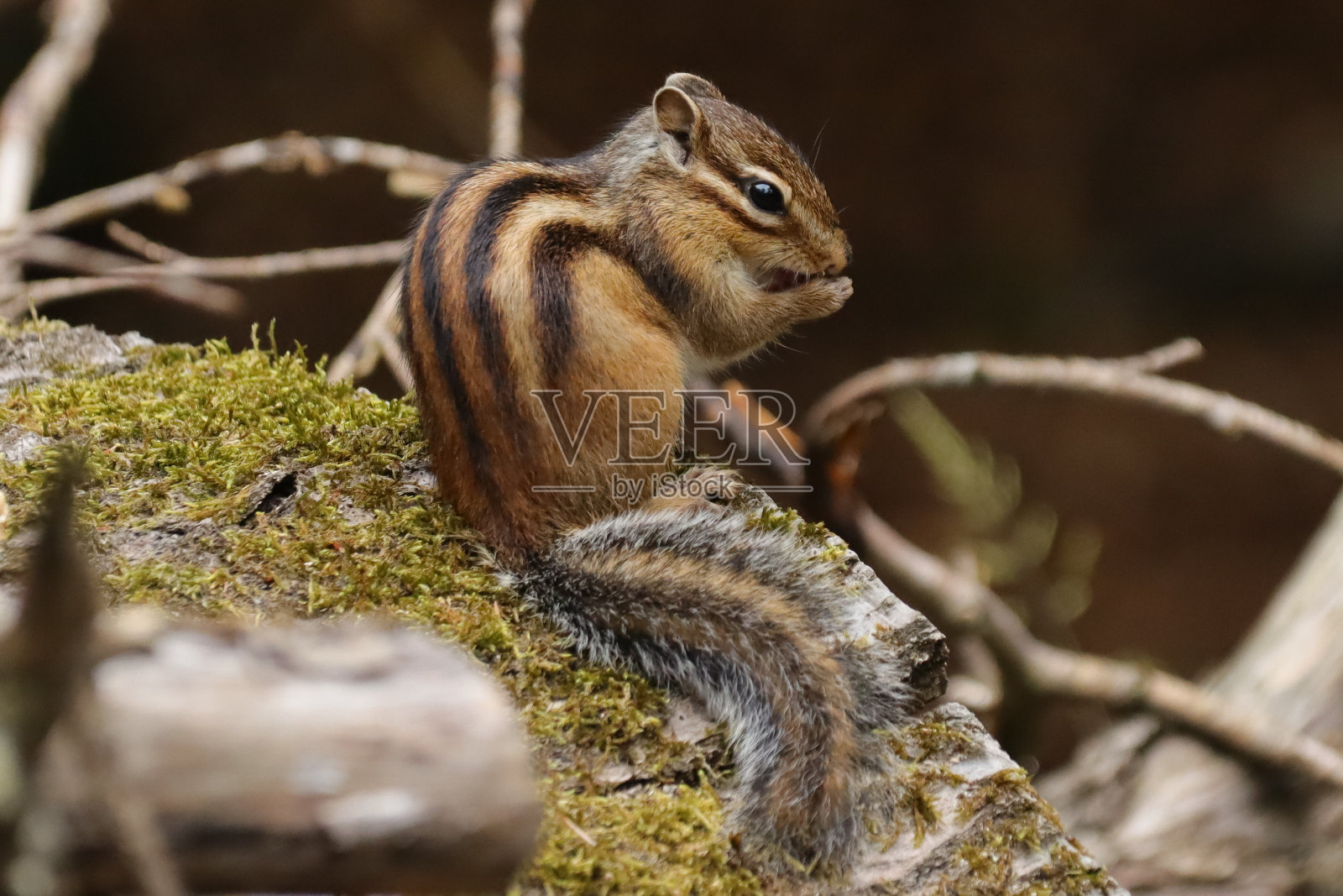 西伯利亚花栗鼠(学名Eutamias sibiricus)照片摄影图片