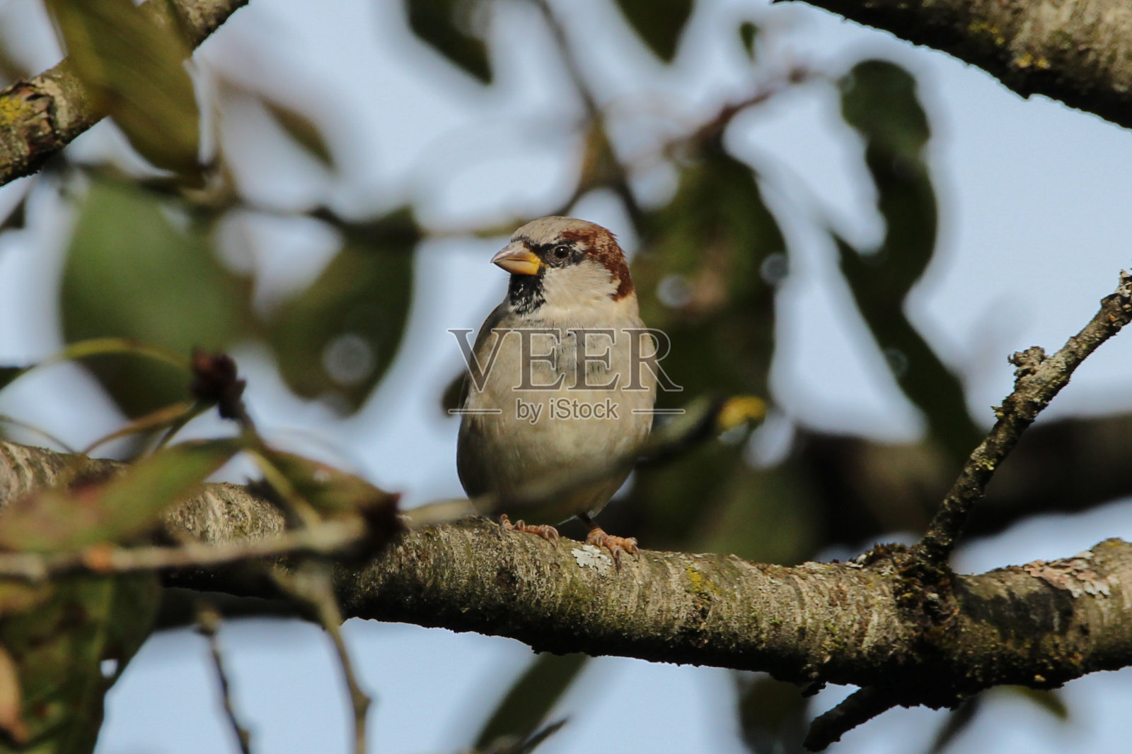 家麻雀(Passer domesticus)照片摄影图片