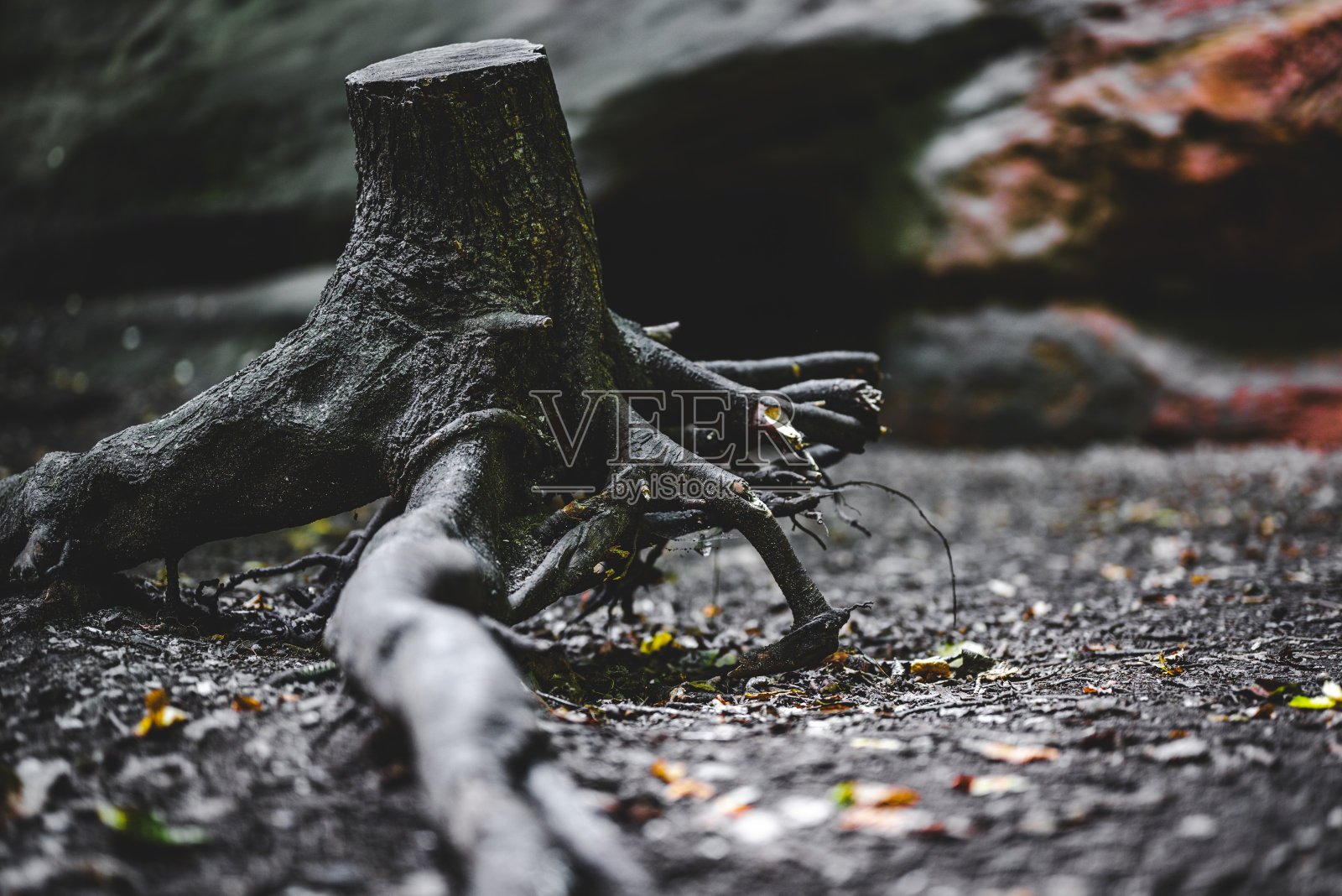 森林在纽伦堡照片摄影图片