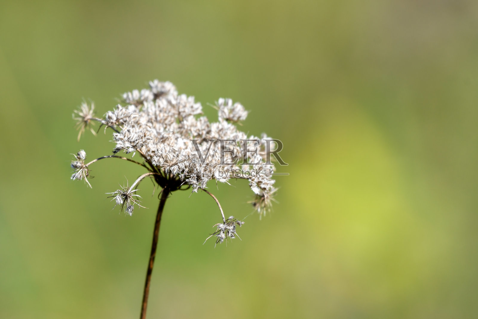 野生胡萝卜照片摄影图片