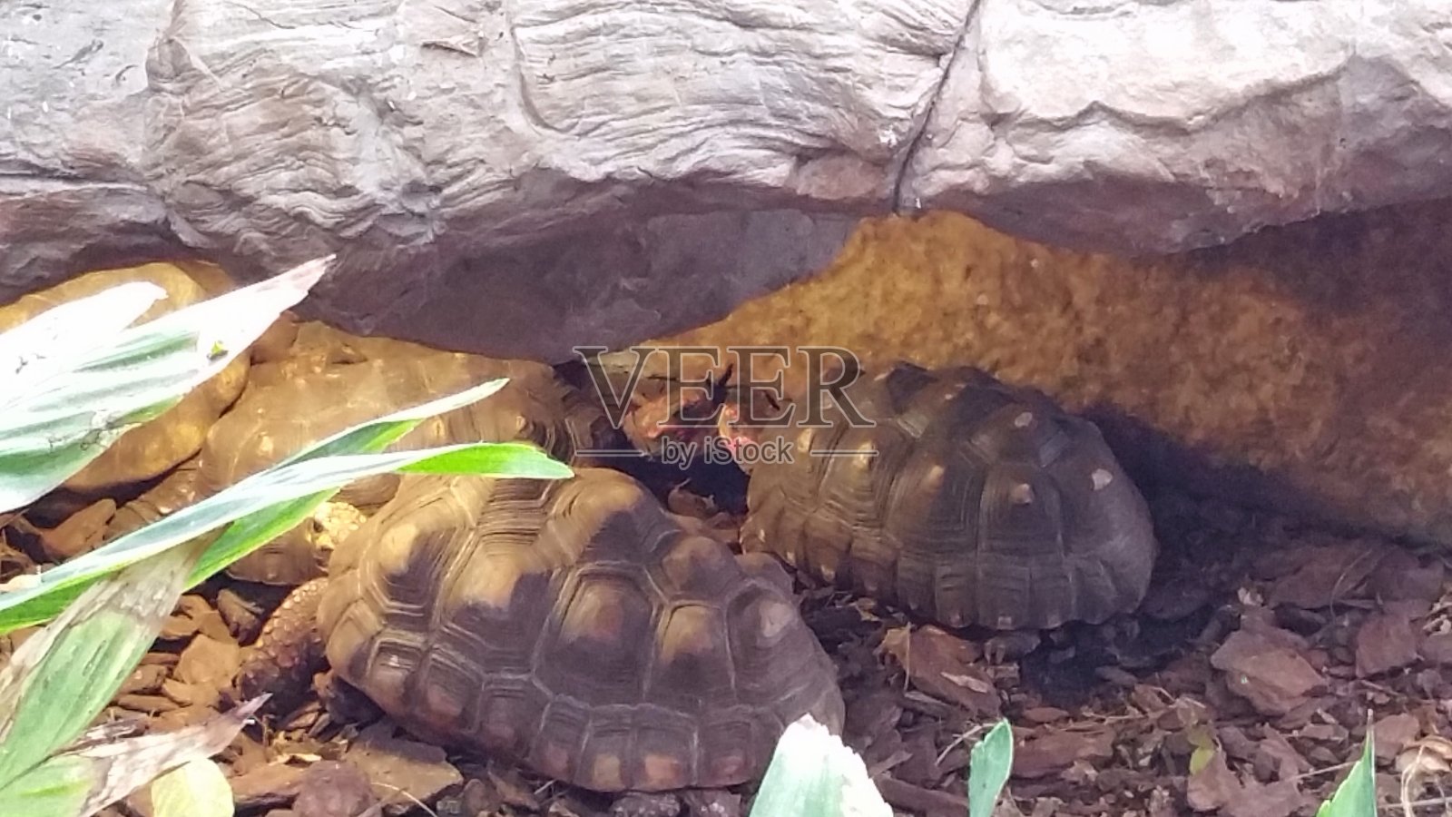 一些海龟照片摄影图片