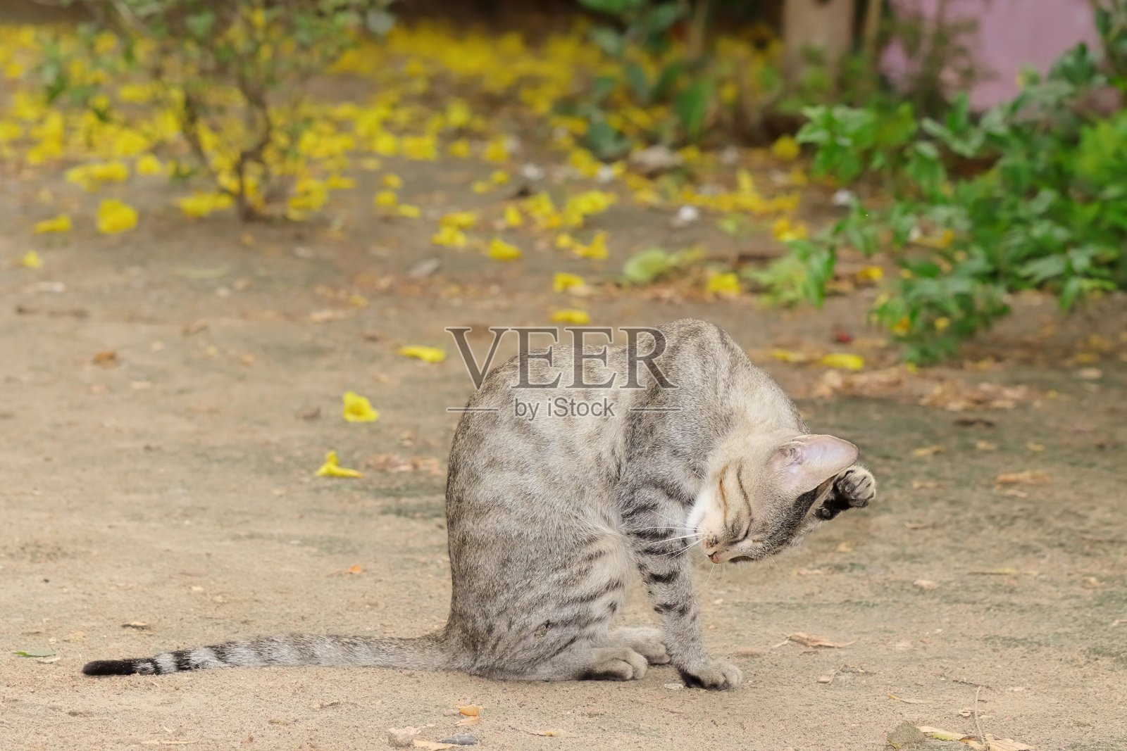 一只猫用舌头舔腿和毛照片摄影图片