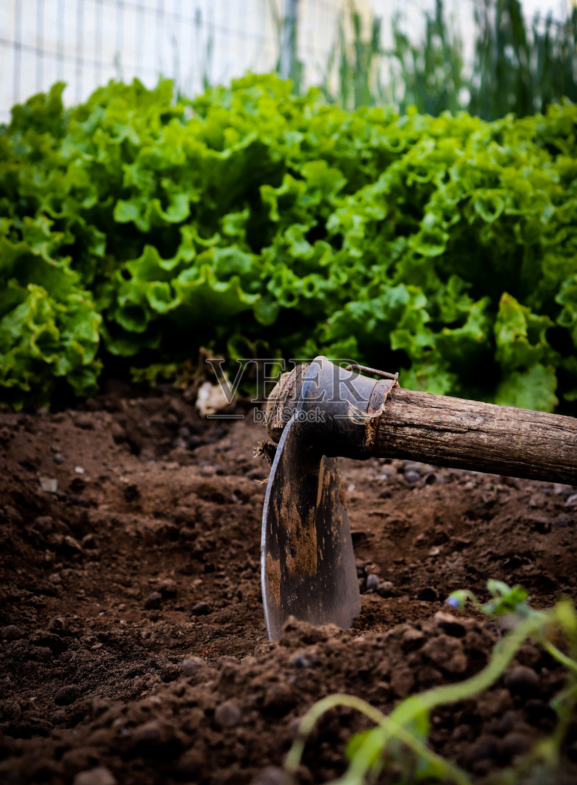 生菜照片摄影图片