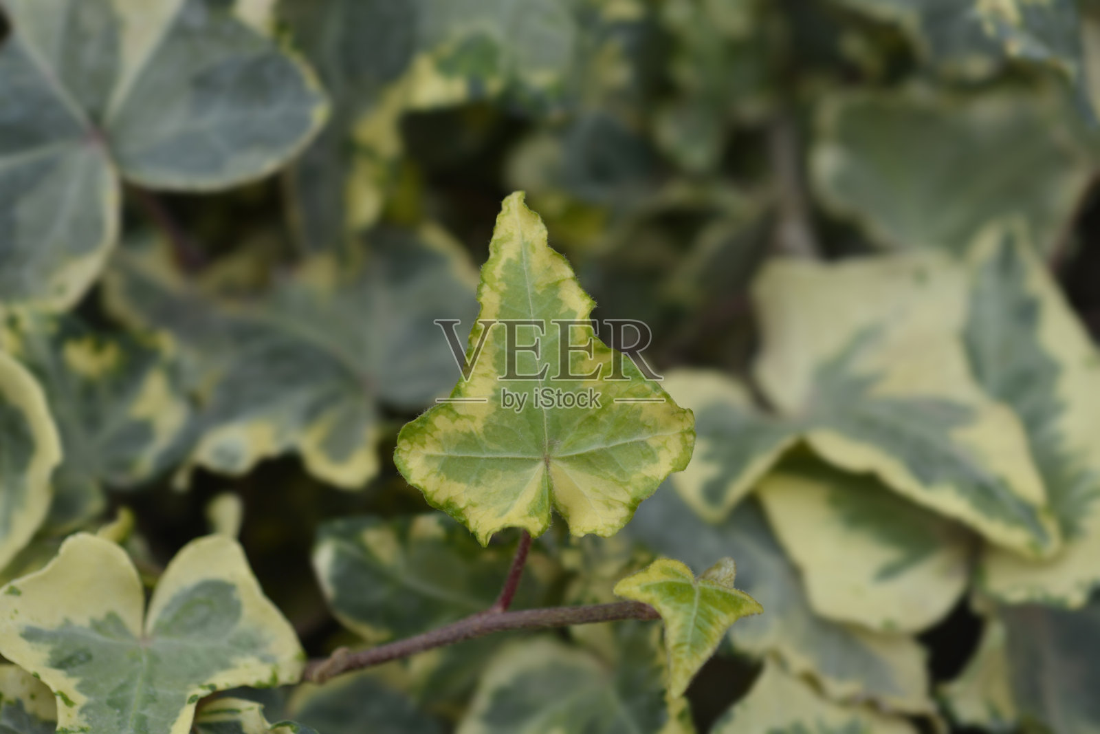 常春藤三色旗照片摄影图片