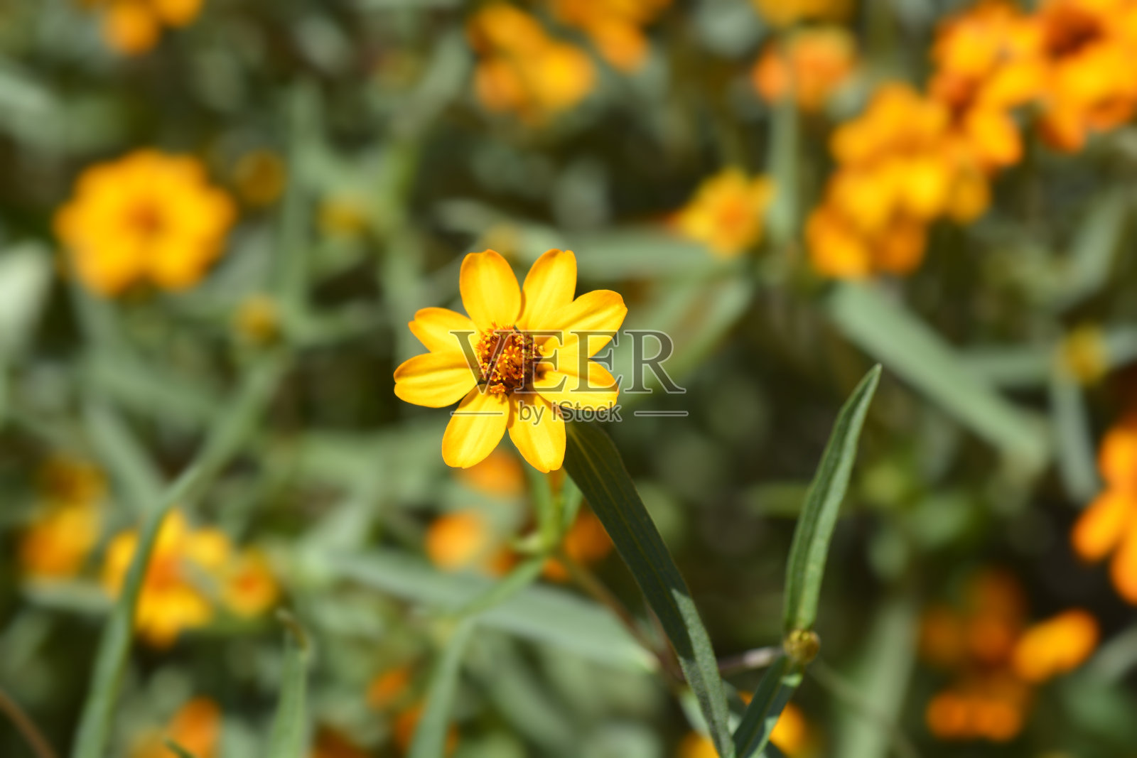 黄花植物野外特写照片摄影图片