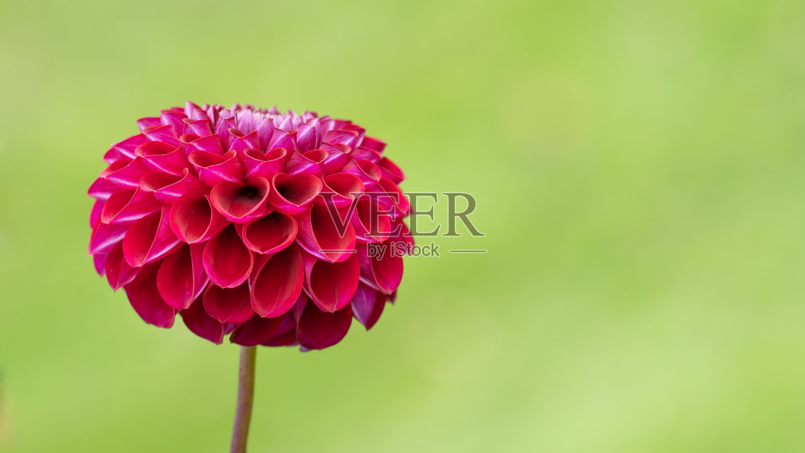 新鲜的紫色火焰大丽花在植物园中盛开。模糊的背景。照片摄影图片