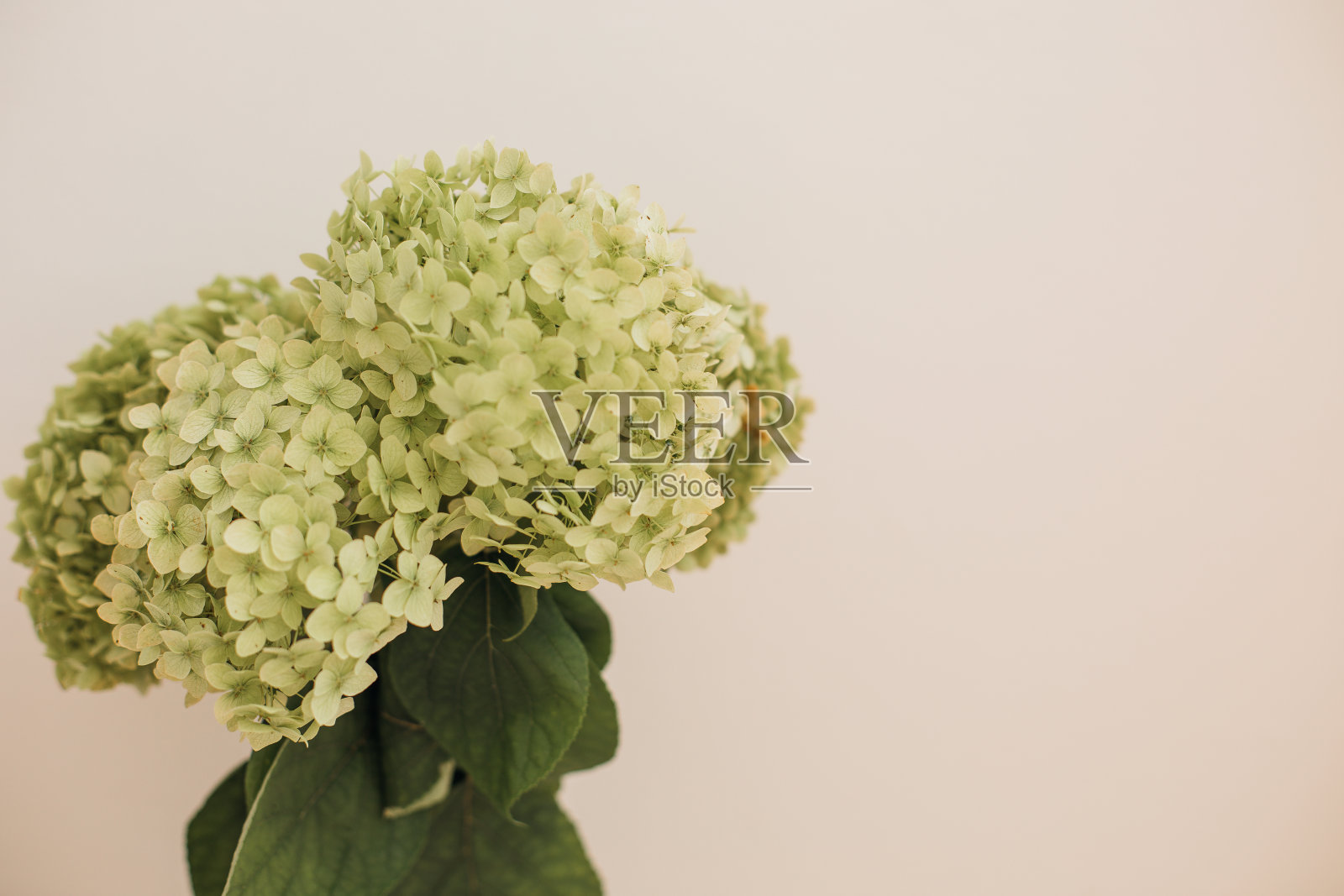 花束绿色新鲜的绣球花，浅色的墙壁背景，复制空间照片摄影图片