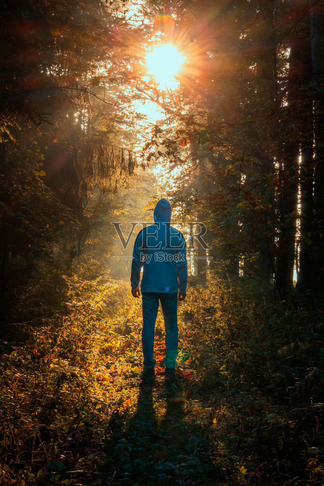 年轻的白人男子从后面走在秋天的多彩树叶森林隧道在日出与雾霭。捷克景观照片摄影图片