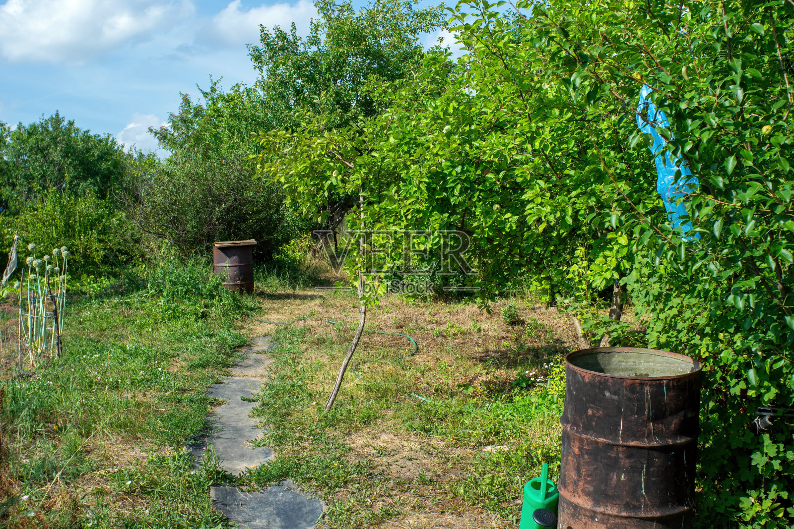 花园里的旧金属桶照片摄影图片