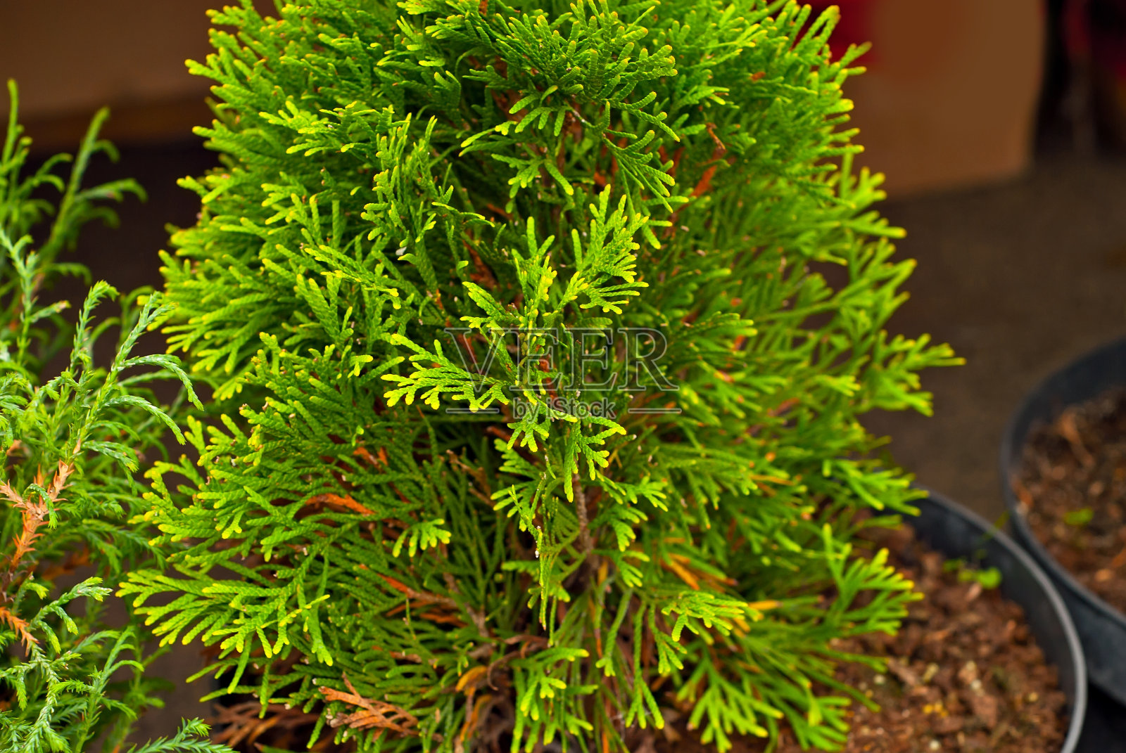 绿色thuja，靠近点。苗圃里的针叶树。照片摄影图片