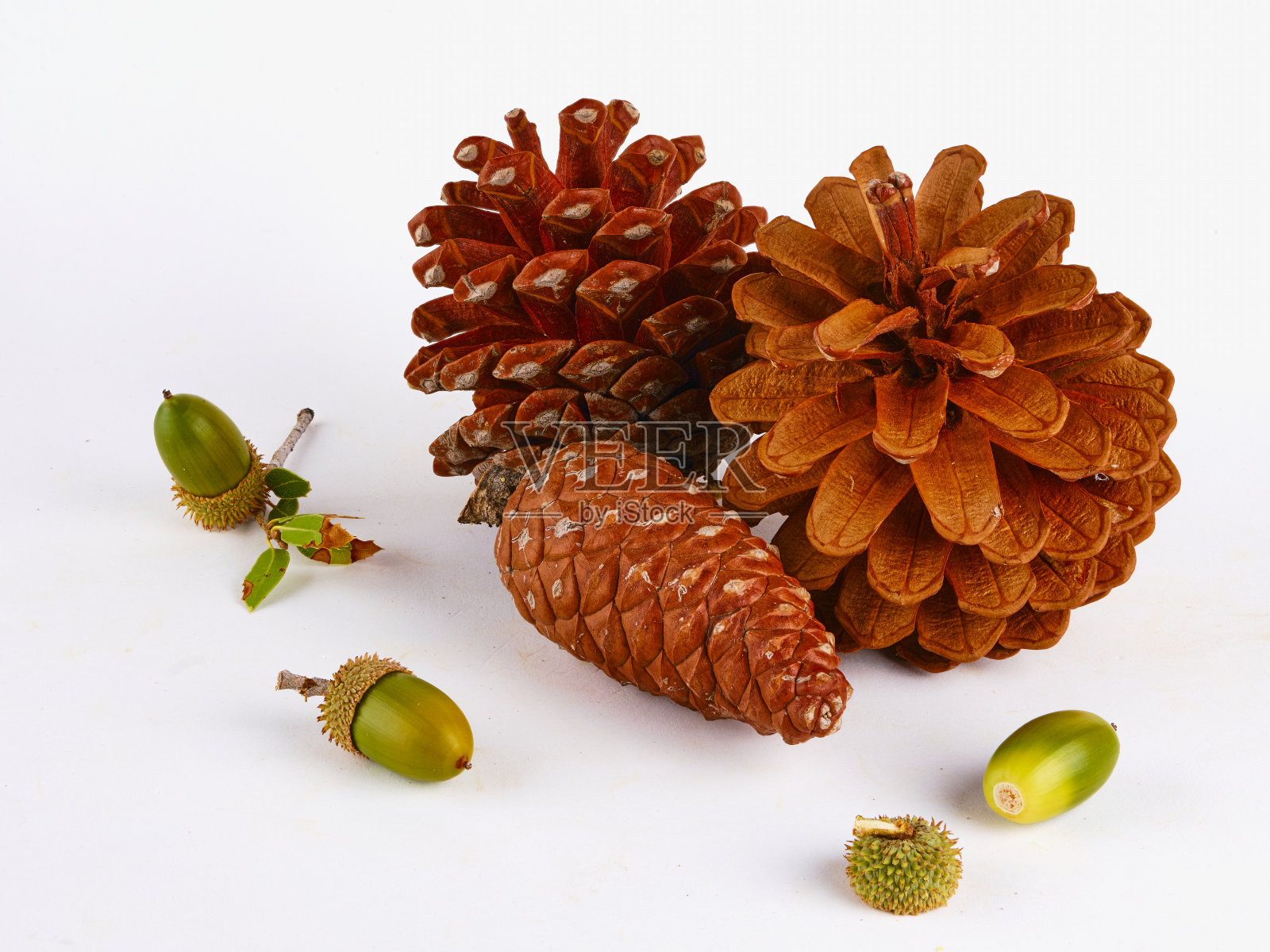 白色背景上的松果和橡子照片摄影图片