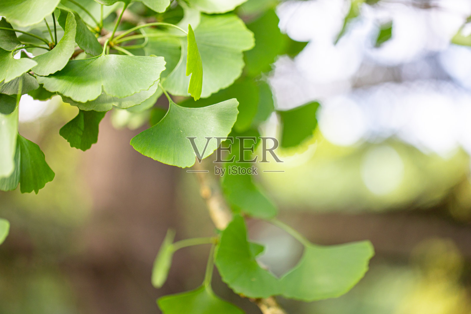 新鲜的、充满活力的绿色银杏叶的特写。自然树叶的背景。照片摄影图片
