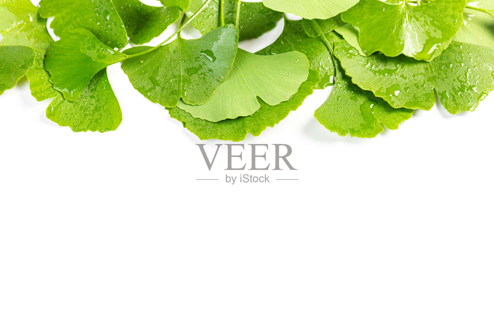 框架从新鲜的银杏叶与水滴孤立在白色背景。照片摄影图片